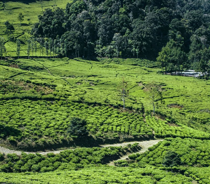 alvian-hasby-WFVkbVyB-C4-unsplash