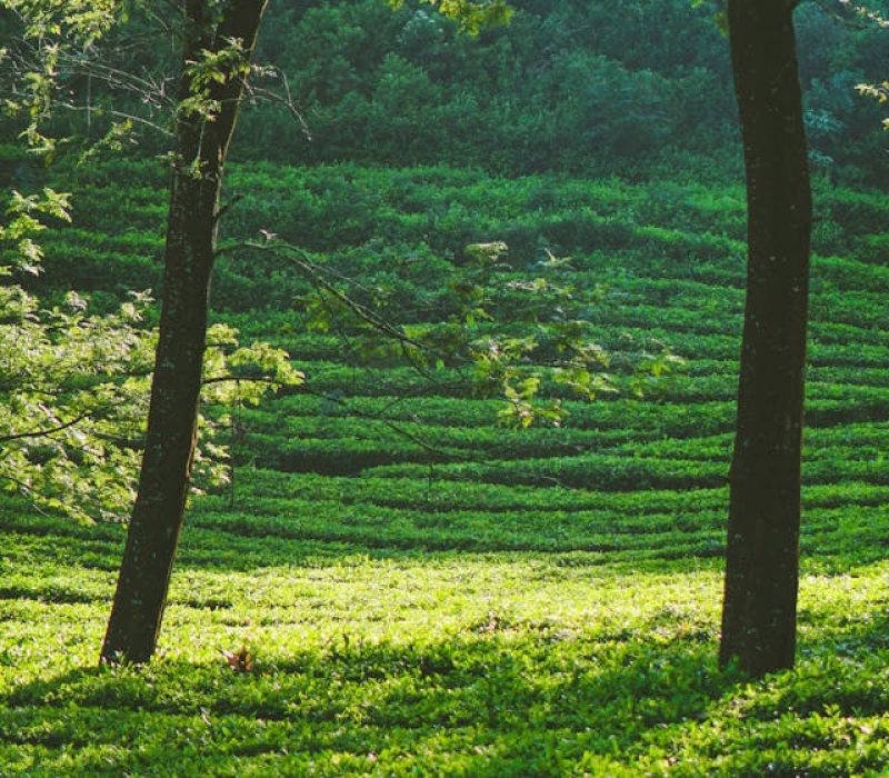 pexels-setengah-lima-sore-1061582751-33469865